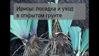 Ирисы: посадка и уход в открытом грунте