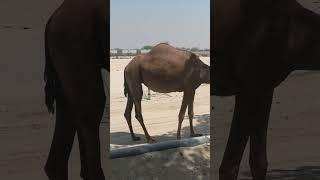 Camel #abudhabi #shortvideo #camel @WingManTV20