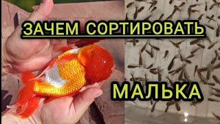 Сортировка малька золотой рыбки оранды.#золотыерыбки #прудсвоимируками #золотовпруду