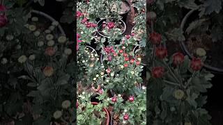 Nursery visit for Winter flowering plants ||#gardening #winterflowers#Nursery #viralshorts#plants