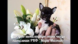 #МИНИЧИХУА ШОКОЛАДНАЯ С БЕЛЫМ - 40 ДНЕЙ#КУПЛЮЧИХУАПРОДАЮЩЕНКА#МАРИМИСТИКПИТОМНИКРКФ