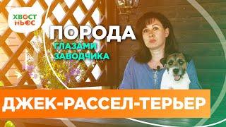 Интервью с заводчиком: порода джек-рассел-терьер