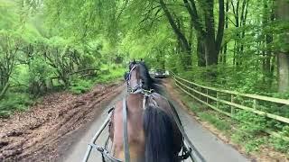 Horses Have a Preferred Pace - with Flash the Cob Cross