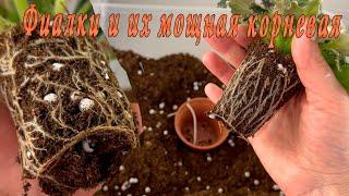 Фиалки. Мощная корневая