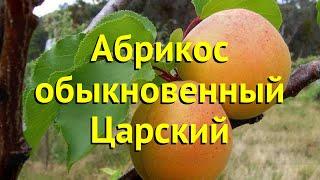 Абрикос обыкновенный. Краткий обзор, описание характеристик prunus armeniaca царский