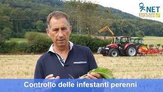 Controllo delle infestanti perenni con gli aratri superficiali ed i coltivatori nell'agricoltura bio