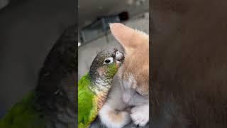 Parrot cleans kittens whiskers and ears #adorable