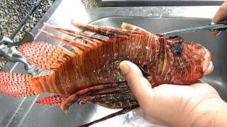 How Eating Venomous Red Lionfish Sashimi - Taiwanese Street Food獅子魚