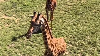 Giraffe surfing with the Quad, Kenya, 2014