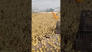 #duck #farmer #duckfarming #factory #animals #shorts