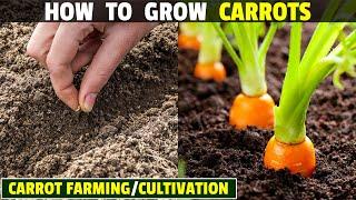 How To Grow Carrots | Carrot Farming | Carrot Cultivation