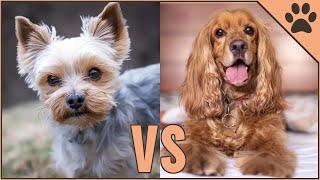 Yorkshire Terrier vs Cocker Spaniel - Dog Breed Comparison | Dog World