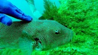 Giant Puffer Fish like a puppy wants to be pat and scratch @ Gem Island, Malaysia