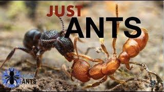 ANTS