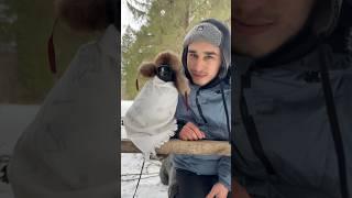 #воронгоша #aboutbirds #animal #crow #raven #birdtraining
