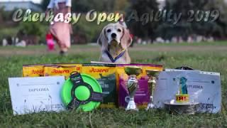 Cherkasy Open Agility 2019 ~ Beagle Xena