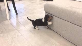 Bassethound puppy wants to hop on the sofa