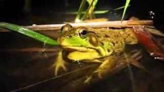 Green frog calling