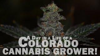 A Day in a Life of a Colorado CANNABIS GROWER!