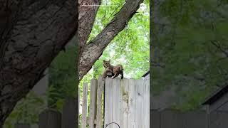 Bobcat kitten reunited with mother after lost in storm