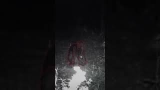 Mysterious Creature Caught on Trail Cam in South Carolina! | Monkey or Juvenile Bigfoot?