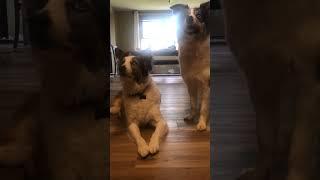 Funny dogs #music #dogs #funny #funnyvideo #funnyshorts #australianshepherd #sisters