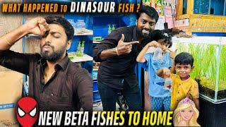 Dinosaur Fish  New Spider-Man & Barbie BETA Fish to HOME !!