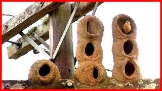 Natural Architecture: The Bird's Nest - HD Documentary