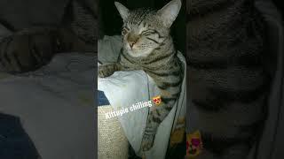 kittupie chilling #shorts #viral #youtubeshorts #tiktok #ashortaday