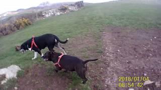 dog walk part 2 (un editied)