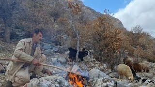 Jahangir's attempt to take the sheep to the mountains for grazing