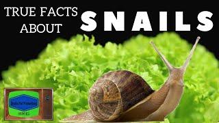 Snail Documentary True Facts about Snails HD  