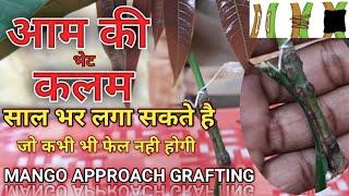 Approach grafting on #mango tree| आम की भेट कलम | good for beginners | #gmeriduniya