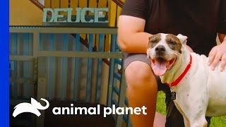 Deuces FINALLY Gets a Forever Home! | Pit Bulls & Parolees