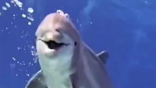 kids favourite Aquatic Animal -Dolphin Dance  || Sahil chaadi