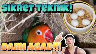 PANGPABILIS DUMAMI NG AFRICAN LOVEBIRDS | PAANO MAGPARAMI NG AFRICAN LOVEBIRDS | LOVEBIRDS - VLOG 68