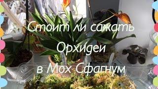 Мох Сфагнум и Орхидеи