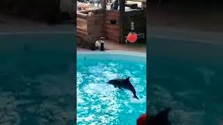 #dolphin#shortvideo#youtubeshort#shorts#viral#Momwithme