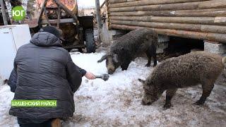 Восстановление популяции диких кабанов