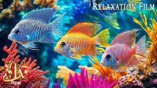 Aquarium 8K VIDEO (ULTRA HD) - Sea Animals With Relaxing Music - Rare & Colorful Sea Life Video #1