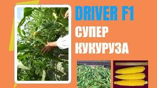 ДРАЙВЕР F1 ірі кукуруза! Керемет сапа!