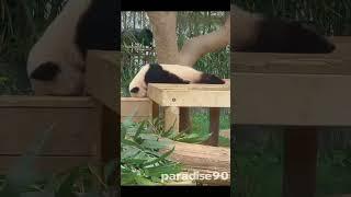 #funnx panda sleeping#cute #funny #smart #ディスカバー東京キャンペーン #忍びの家 #different #fat #strong #lovely #LOVE