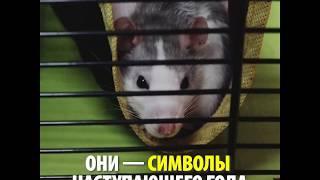 Крыса