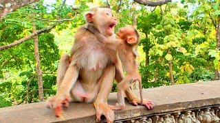 OMG ! Sad baby monkey MOKEN tries to ask food from Mom - but Mom is not share with him pity