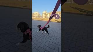 Miniature Schnauzer Walking Sea Point Promenade