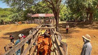 Mas de 1,000 animales MIRA cómo fue mi DÍA TRABAJANDO en esta FINCA