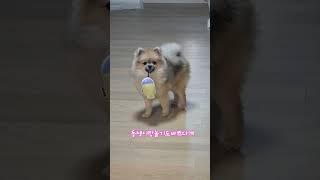 #뽀뽀요정#꼬미루미일상#물고기잡았당
