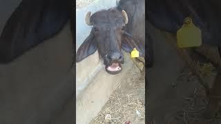 our cute buffalo #sound #cute #village #buffalo #shortvideos #shorts #short