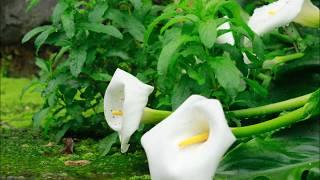 Zantedeschia aethiopica