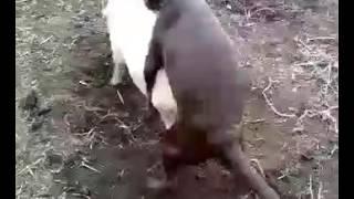 Dog Love Pig/ Animal Masti